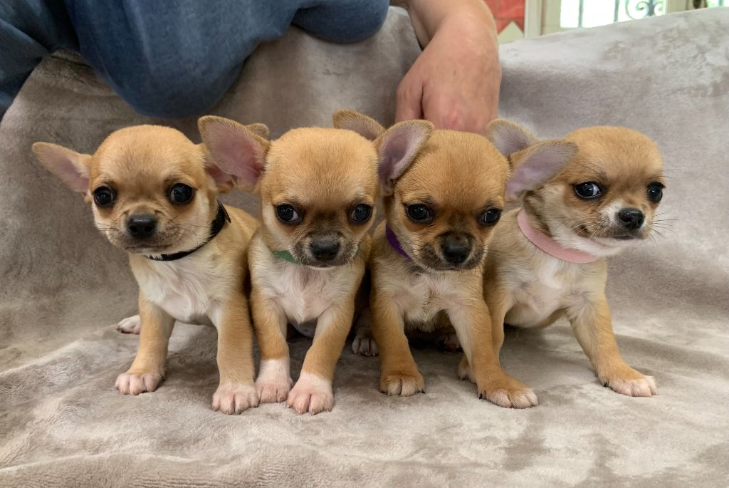 Des Etoiles De Nice - Chiot disponible  - Chihuahua