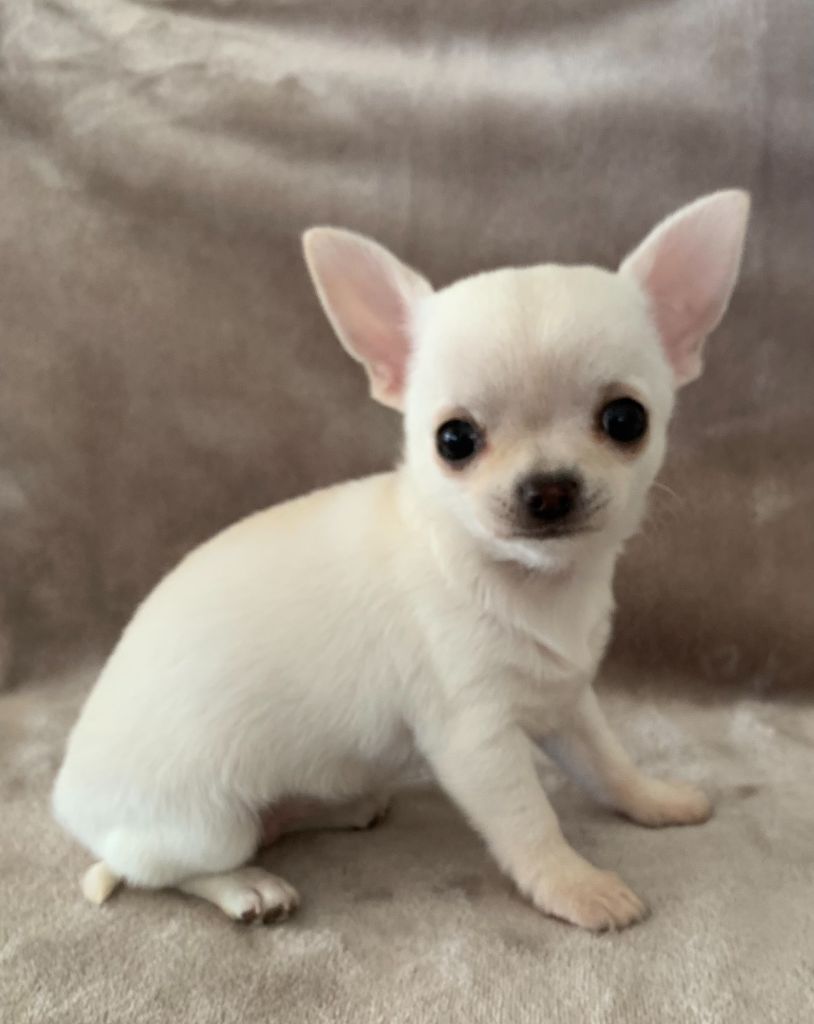 Des Etoiles De Nice - Chiot disponible  - Chihuahua