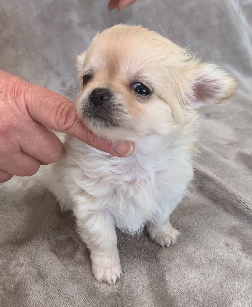 Des Etoiles De Nice - Chiot disponible  - Chihuahua