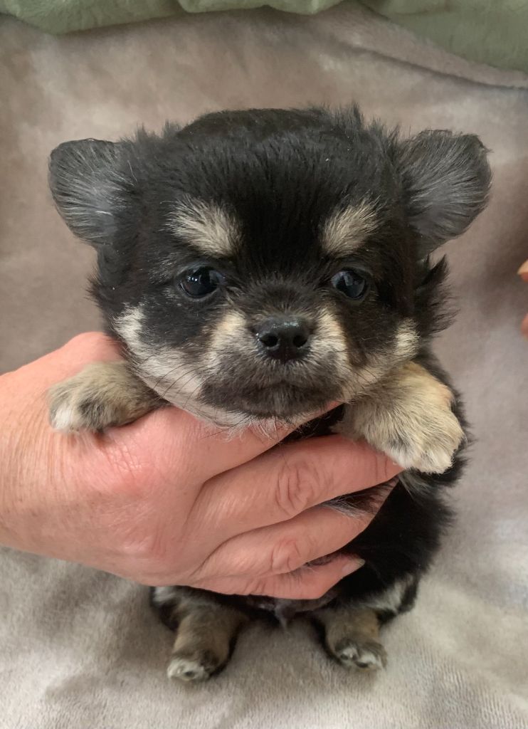 Des Etoiles De Nice - Chiot disponible  - Chihuahua