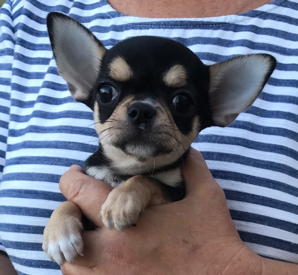 Des Etoiles De Nice - Chiot disponible  - Chihuahua