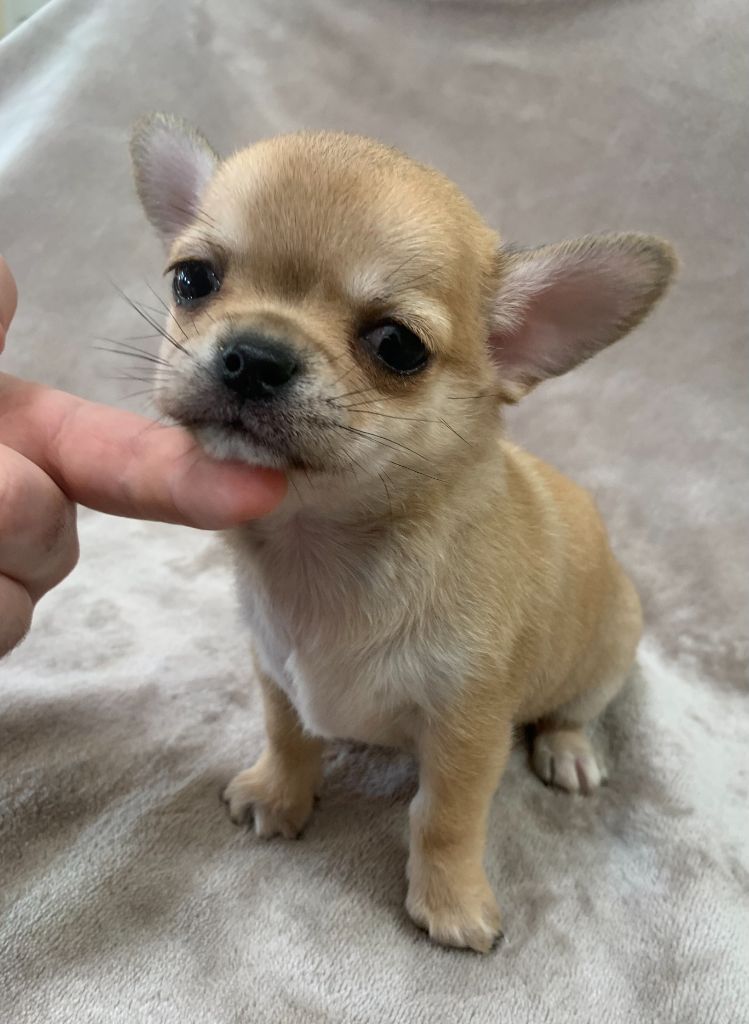 Des Etoiles De Nice - Chiot disponible  - Chihuahua