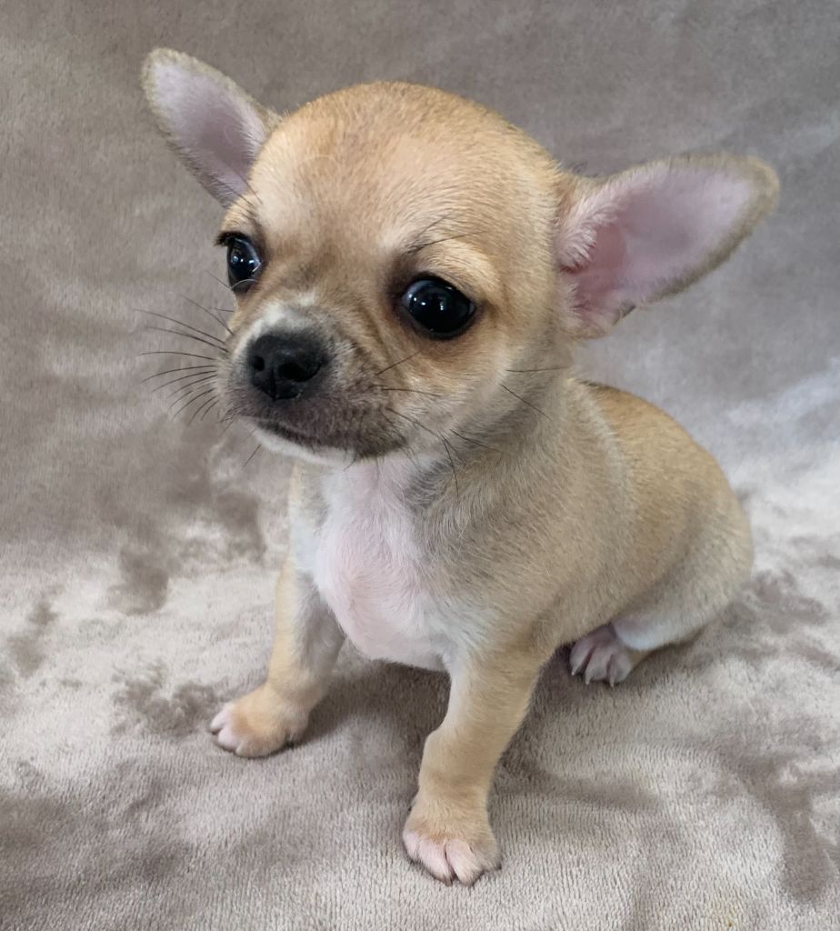 Des Etoiles De Nice - Chiot disponible  - Chihuahua