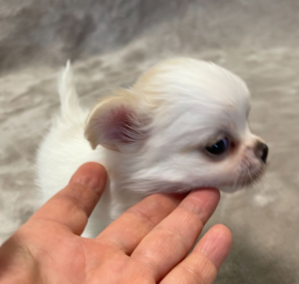 Des Etoiles De Nice - Chiot disponible  - Chihuahua