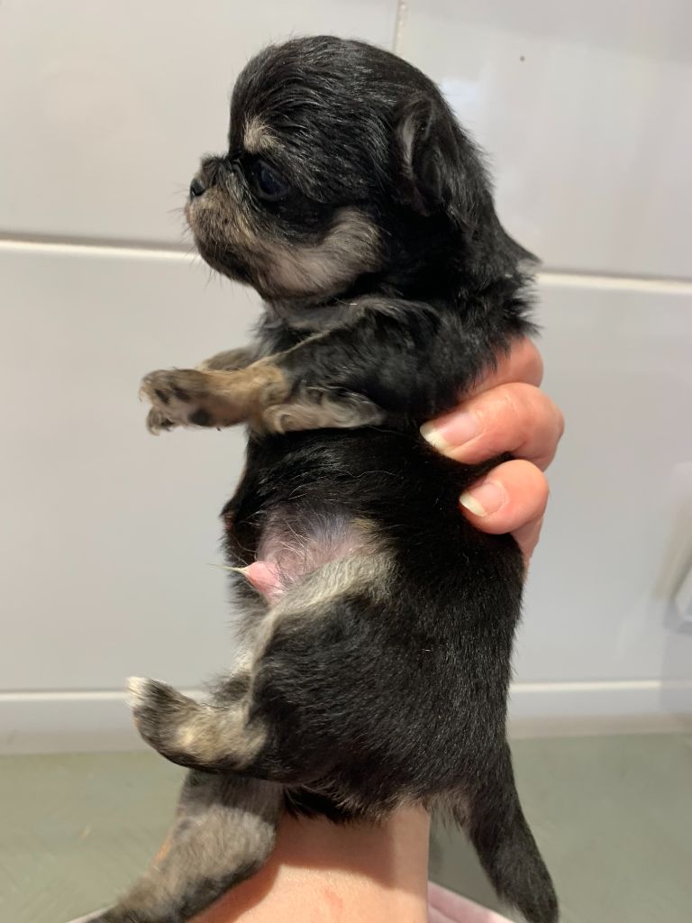 Des Etoiles De Nice - Chiot disponible  - Chihuahua