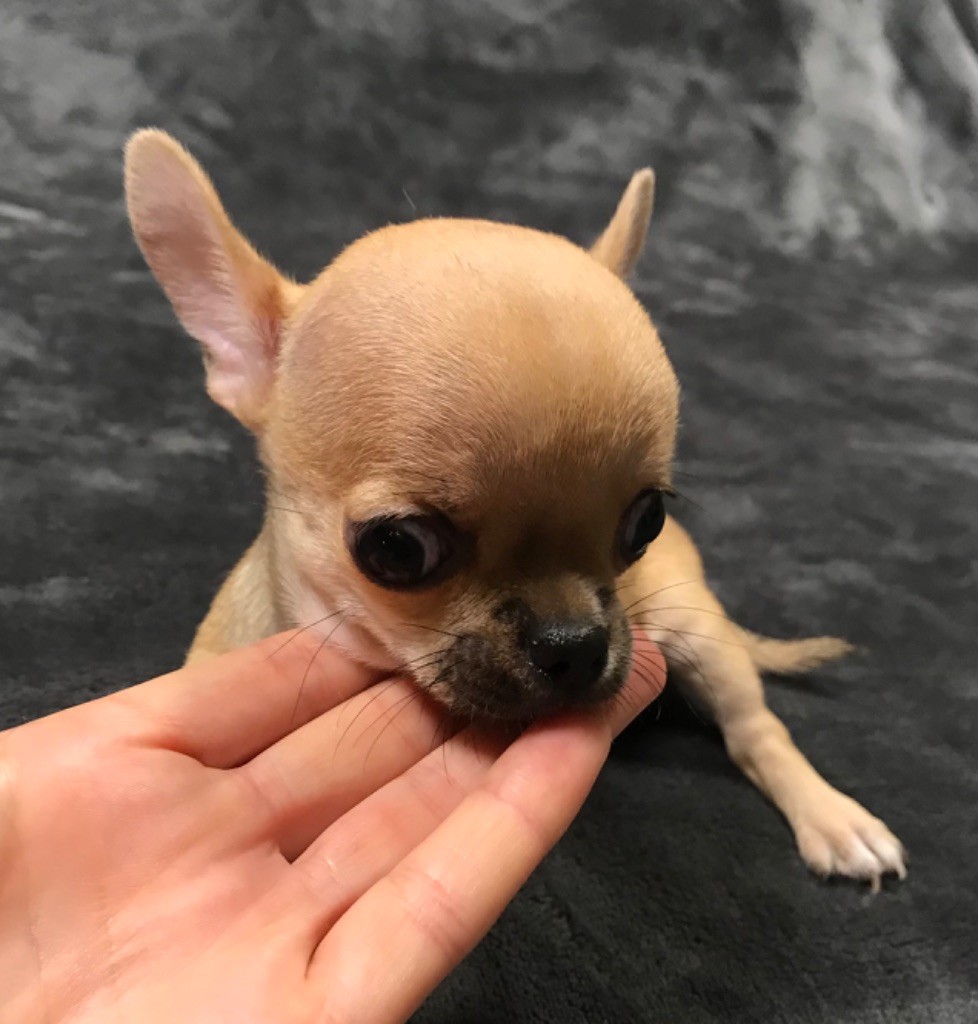 Des Etoiles De Nice - Chiot disponible  - Chihuahua