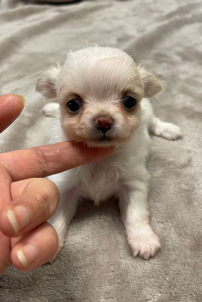 Des Etoiles De Nice - Chiot disponible  - Chihuahua