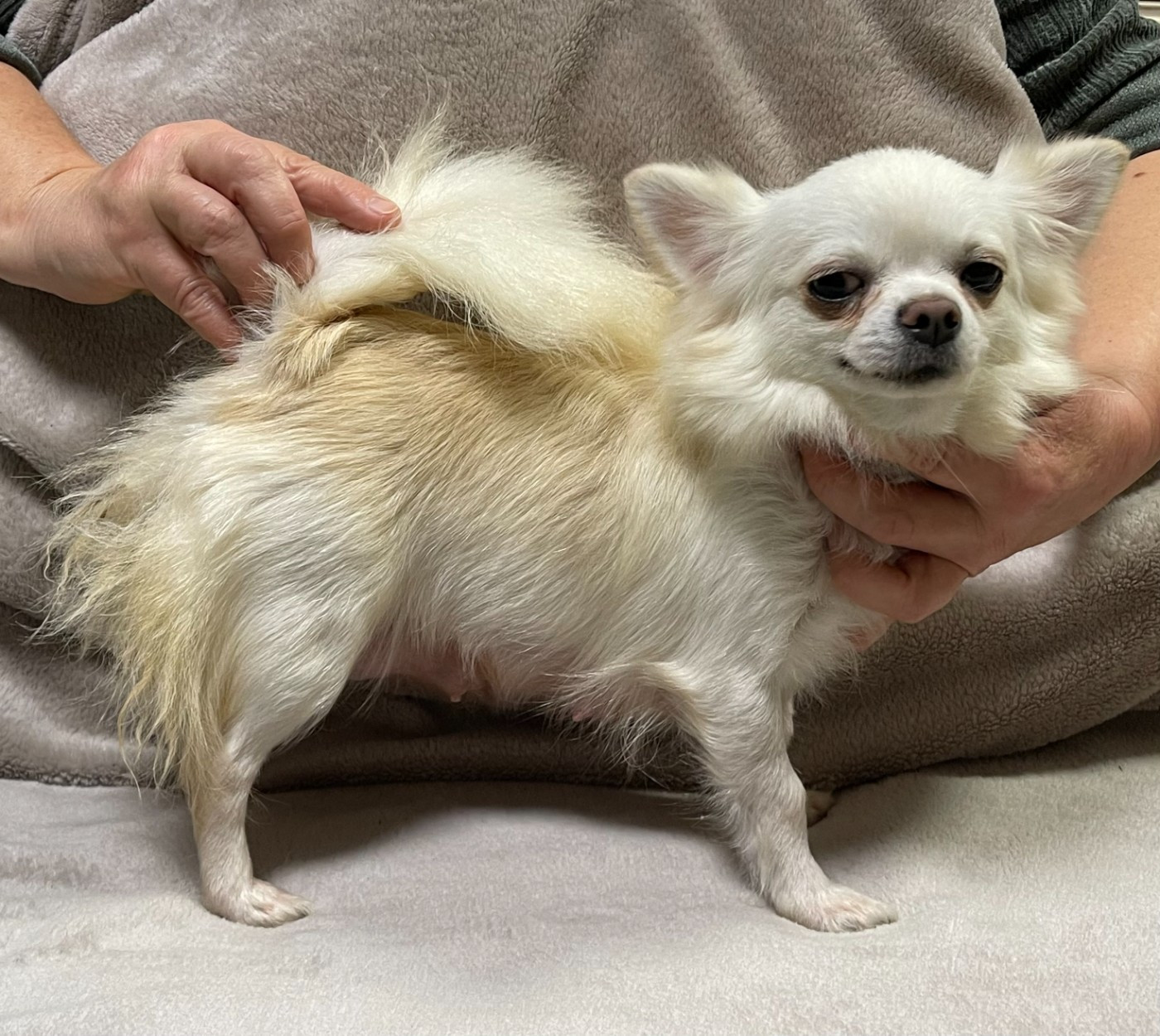 UNA REGINA DELLA NEVE DES BARONS DE MAULE Des Etoiles De Nice