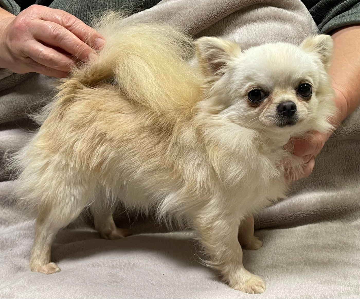 ULISSE DES BARONS DE MAULE Des Etoiles De Nice