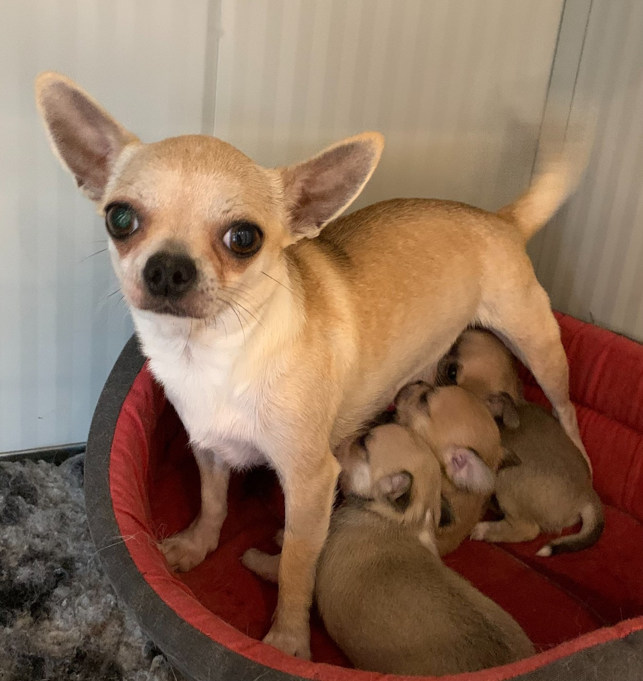 Tamar  Des Etoiles De Nice