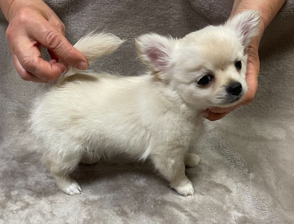 Des Etoiles De Nice - Chiots disponibles - Chihuahua