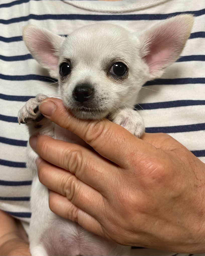 Des Etoiles De Nice - Chiots disponibles - Chihuahua