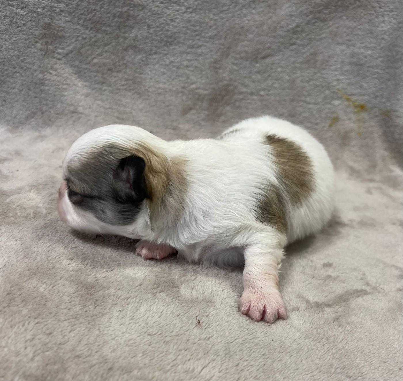 Des Etoiles De Nice - Chiots disponibles - Chihuahua