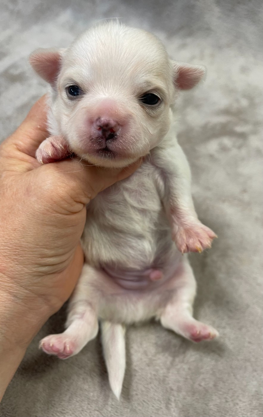 Des Etoiles De Nice - Chiots disponibles - Chihuahua