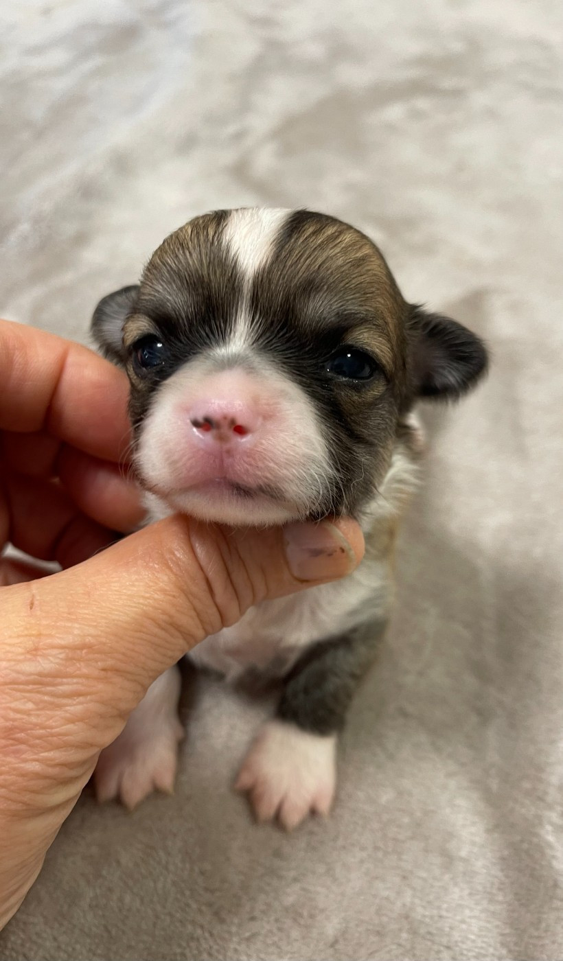 Des Etoiles De Nice - Chiots disponibles - Chihuahua