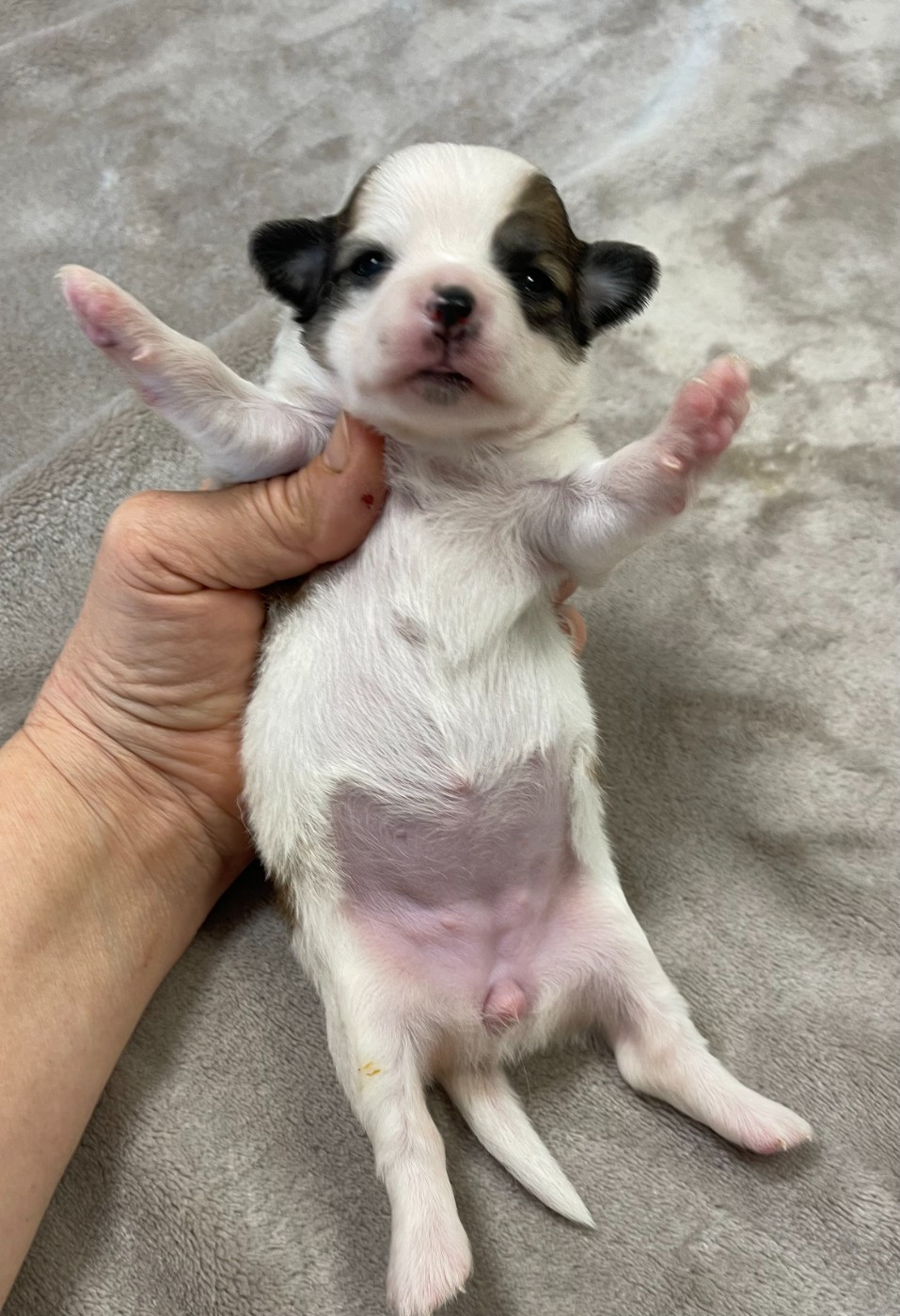 Des Etoiles De Nice - Chiots disponibles - Chihuahua