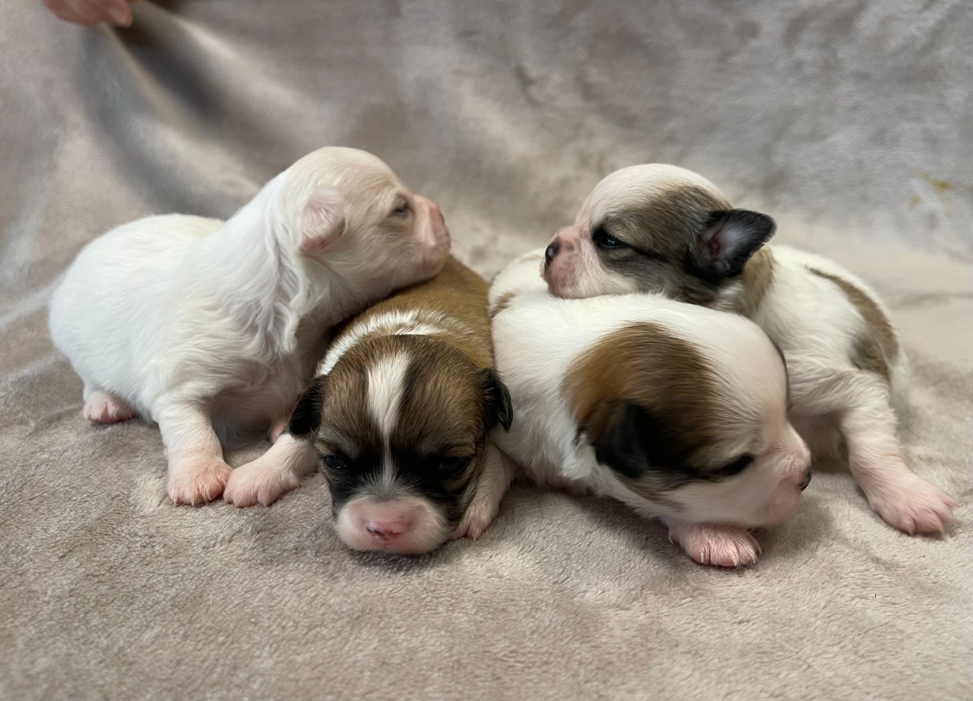 Chiot Chihuahua Des Etoiles De Nice