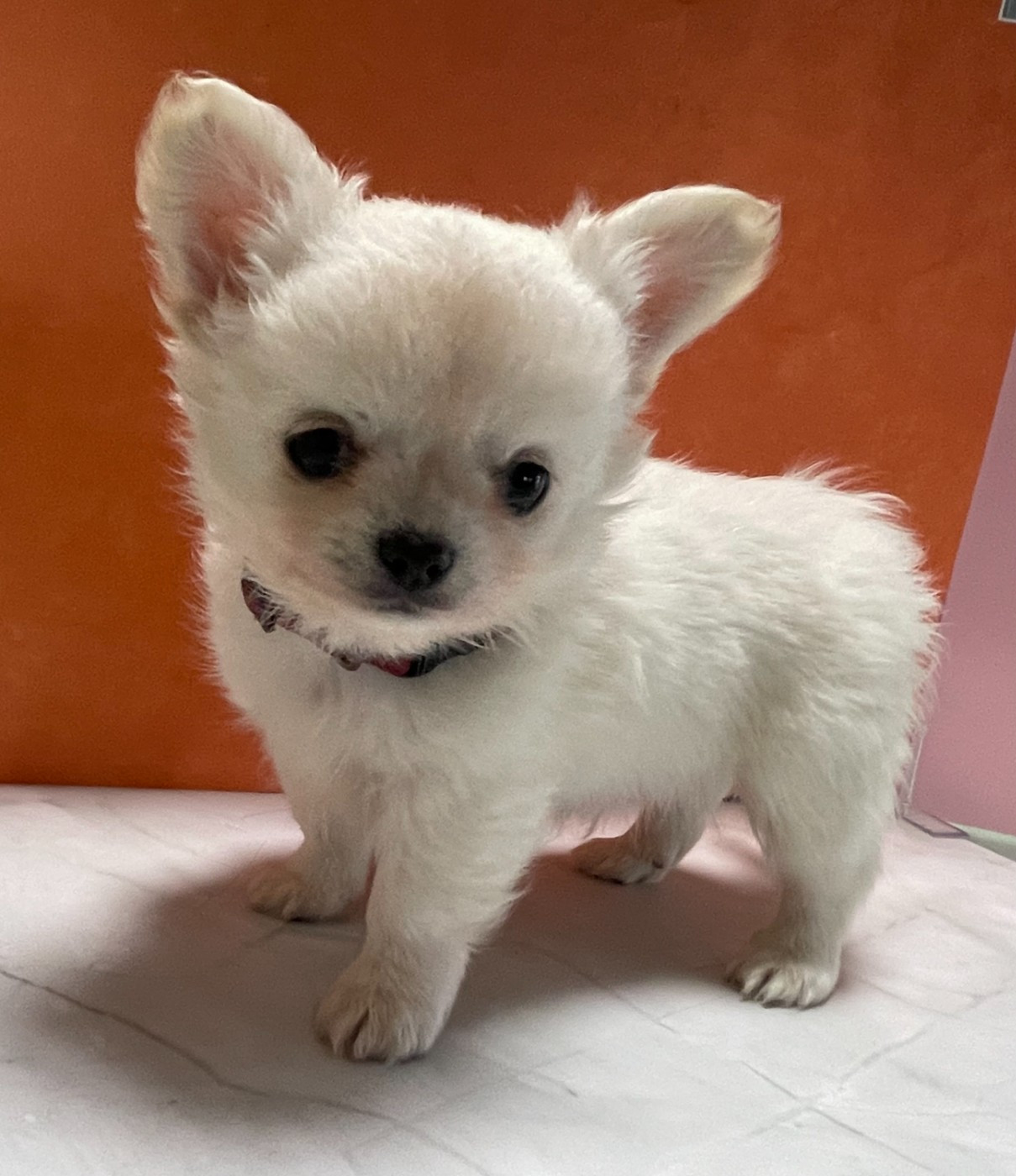 Des Etoiles De Nice - Chiots disponibles - Chihuahua