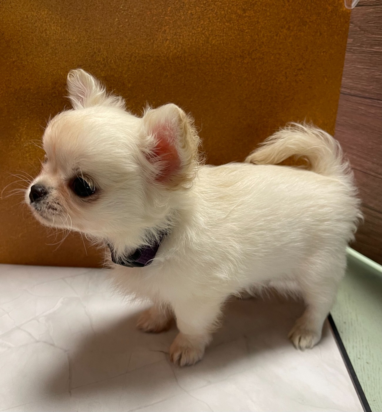 Des Etoiles De Nice - Chiots disponibles - Chihuahua