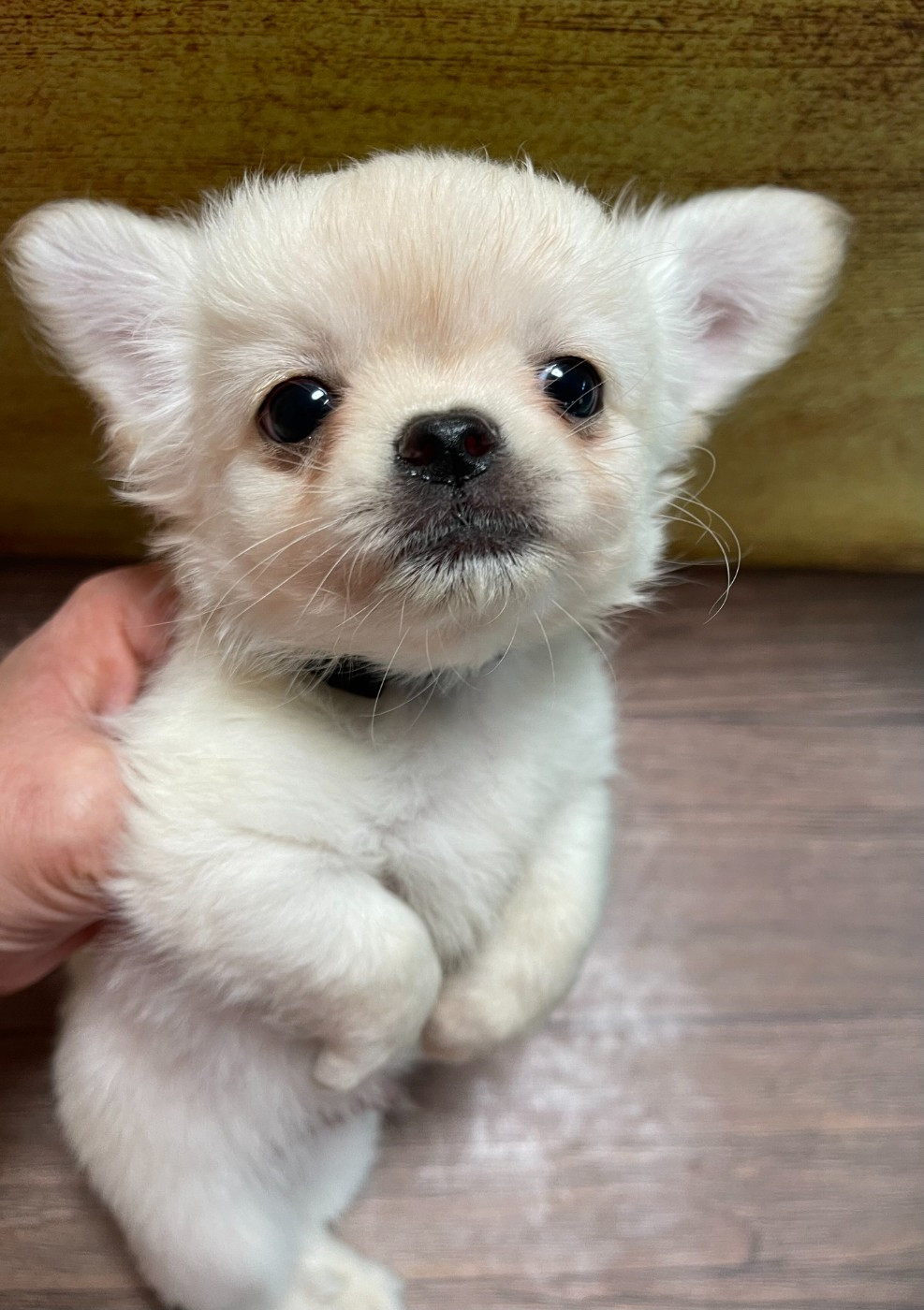 Des Etoiles De Nice - Chiots disponibles - Chihuahua