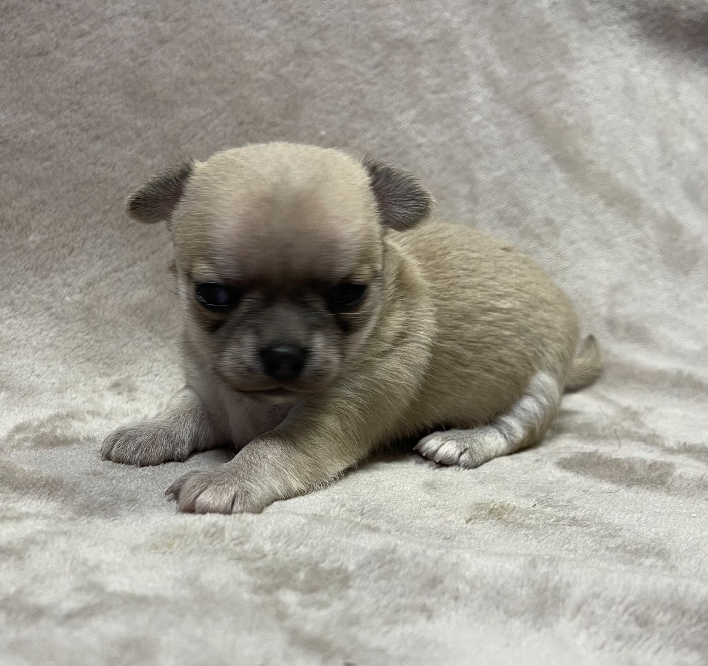 Des Etoiles De Nice - Chiots disponibles - Chihuahua