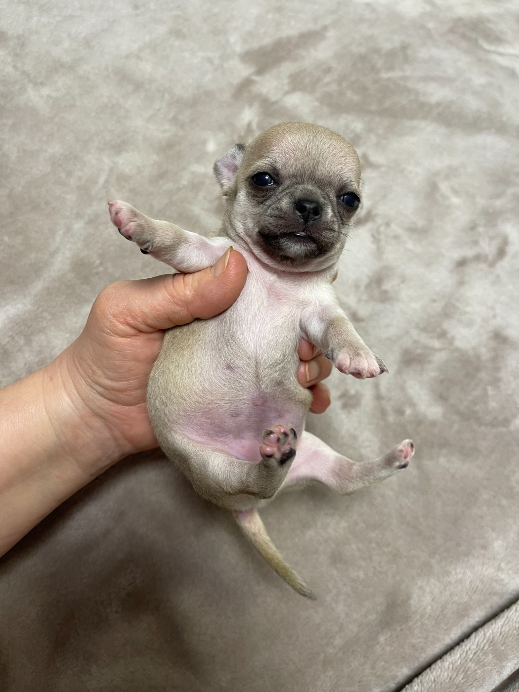 Des Etoiles De Nice - Chiots disponibles - Chihuahua