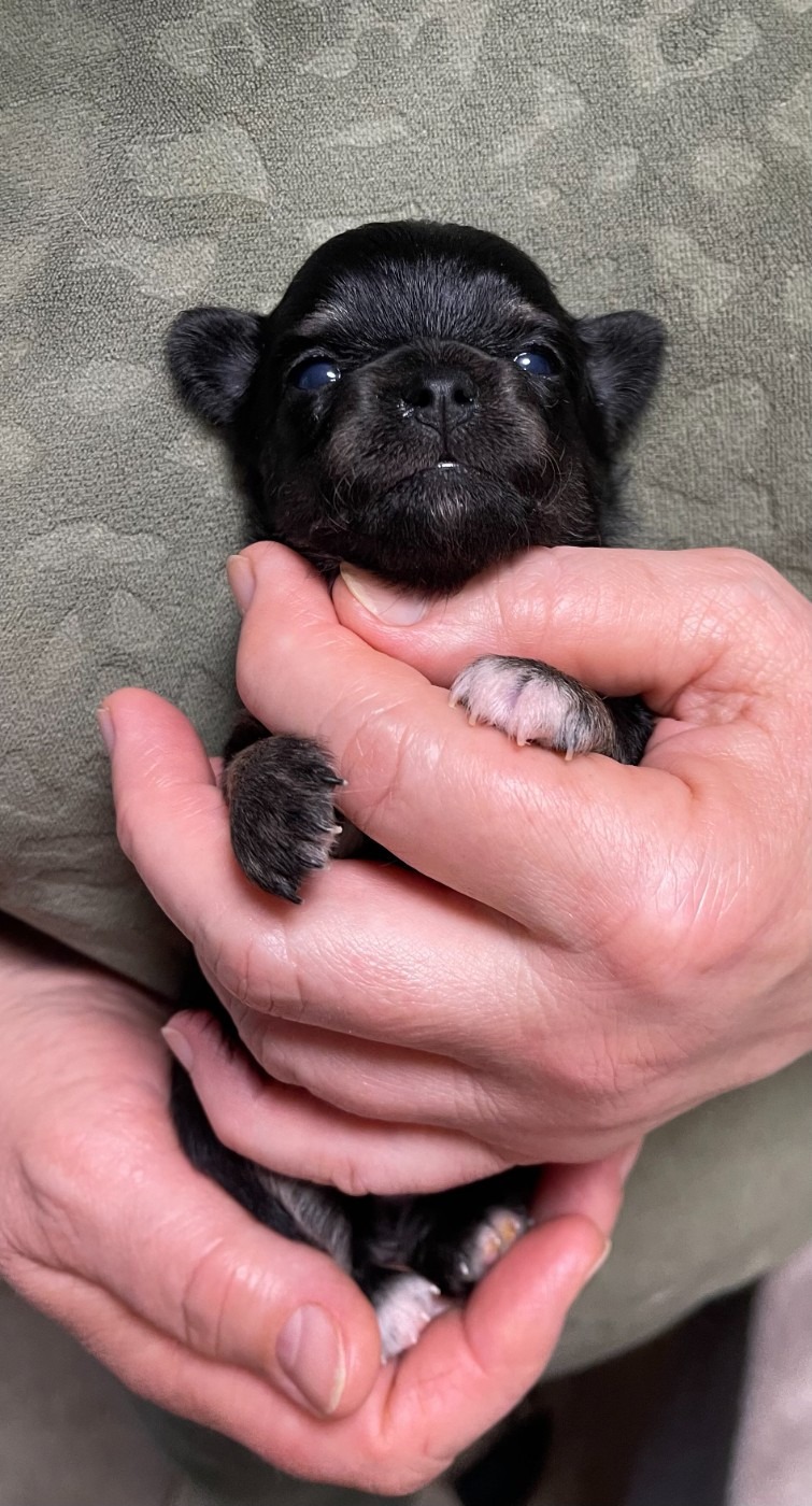 Des Etoiles De Nice - Chiots disponibles - Chihuahua