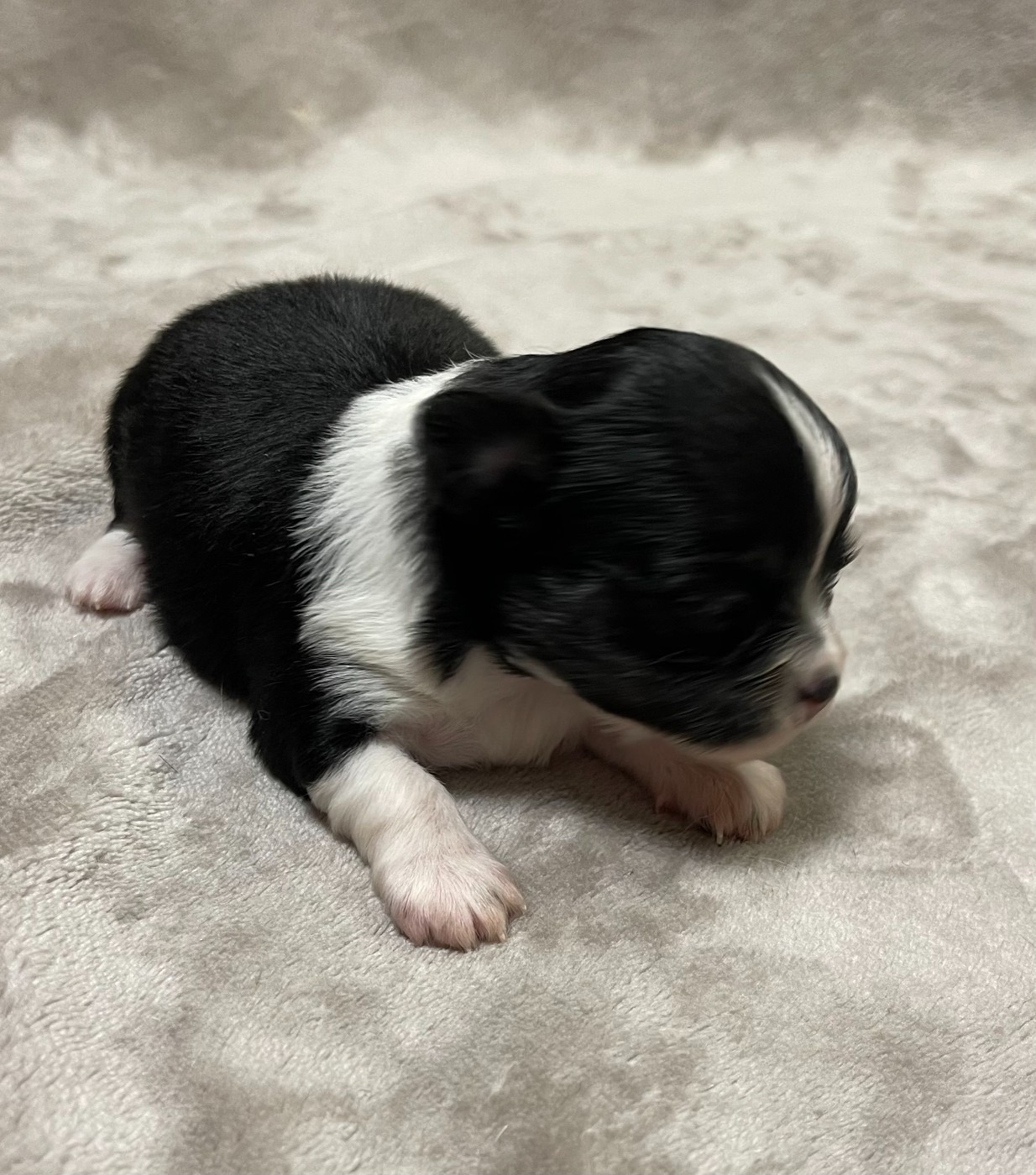 Des Etoiles De Nice - Chiots disponibles - Chihuahua