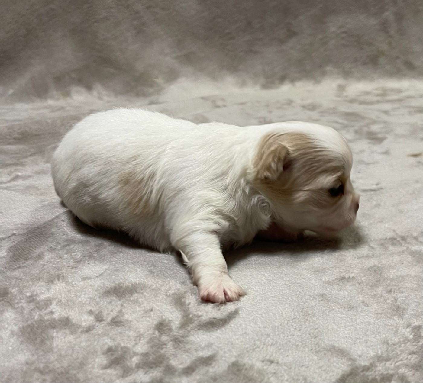 Des Etoiles De Nice - Chiots disponibles - Chihuahua