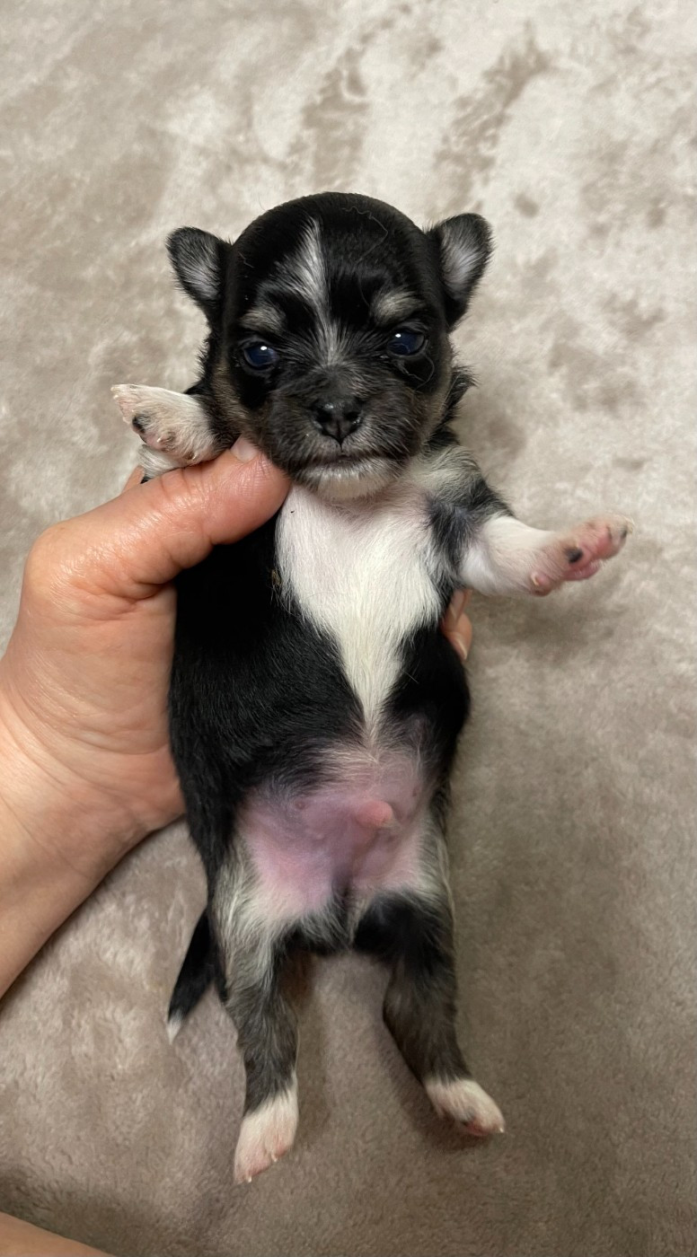 Des Etoiles De Nice - Chiots disponibles - Chihuahua