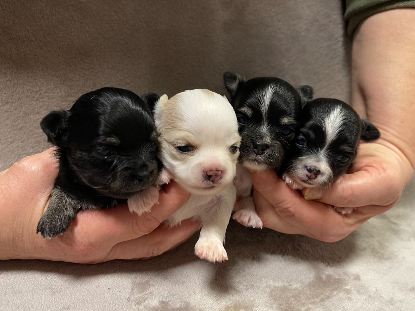 Chiot Chihuahua Des Etoiles De Nice