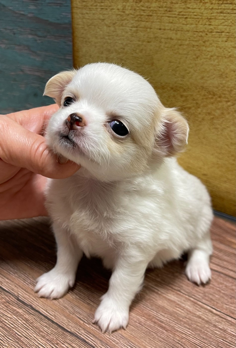 Des Etoiles De Nice - Chiots disponibles - Chihuahua