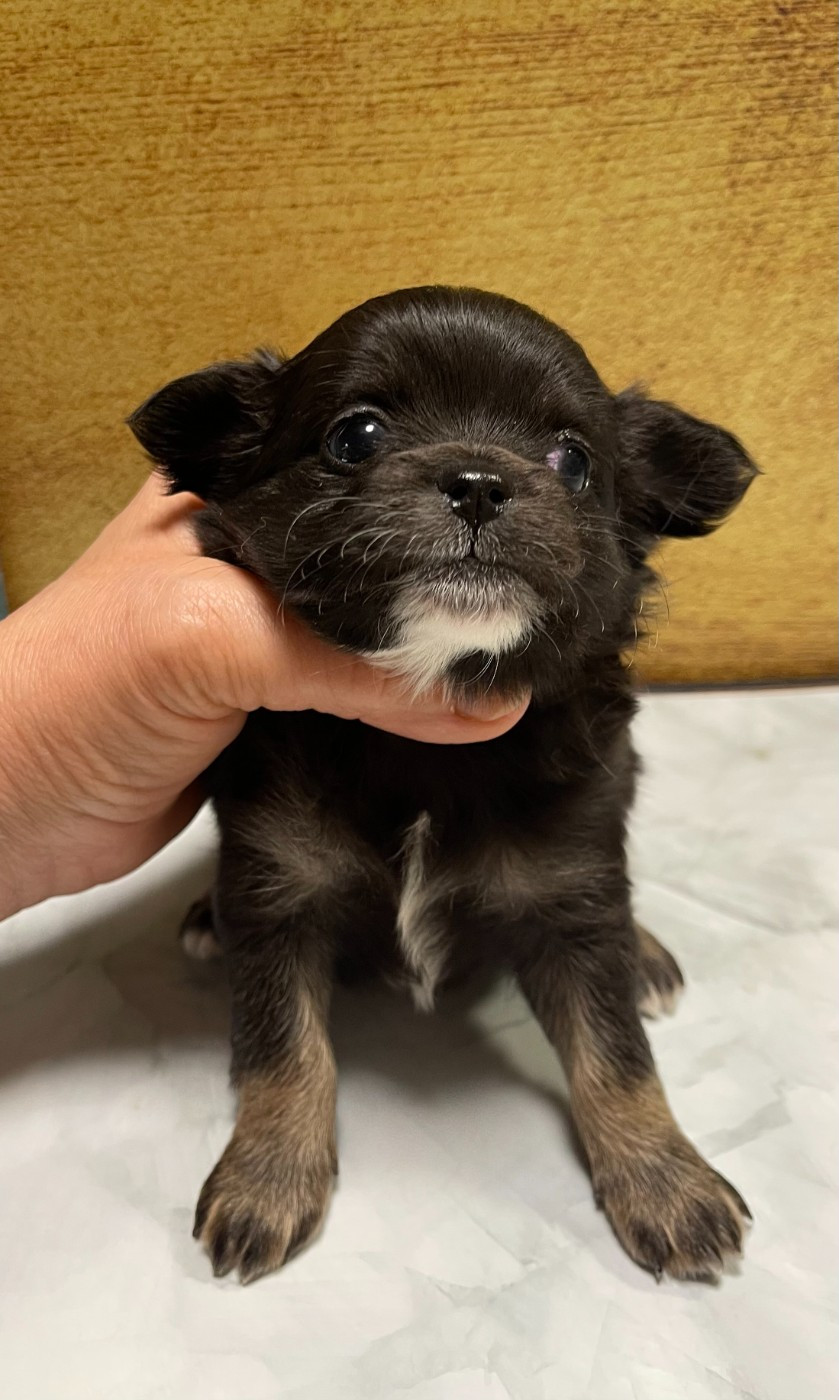Des Etoiles De Nice - Chiots disponibles - Chihuahua