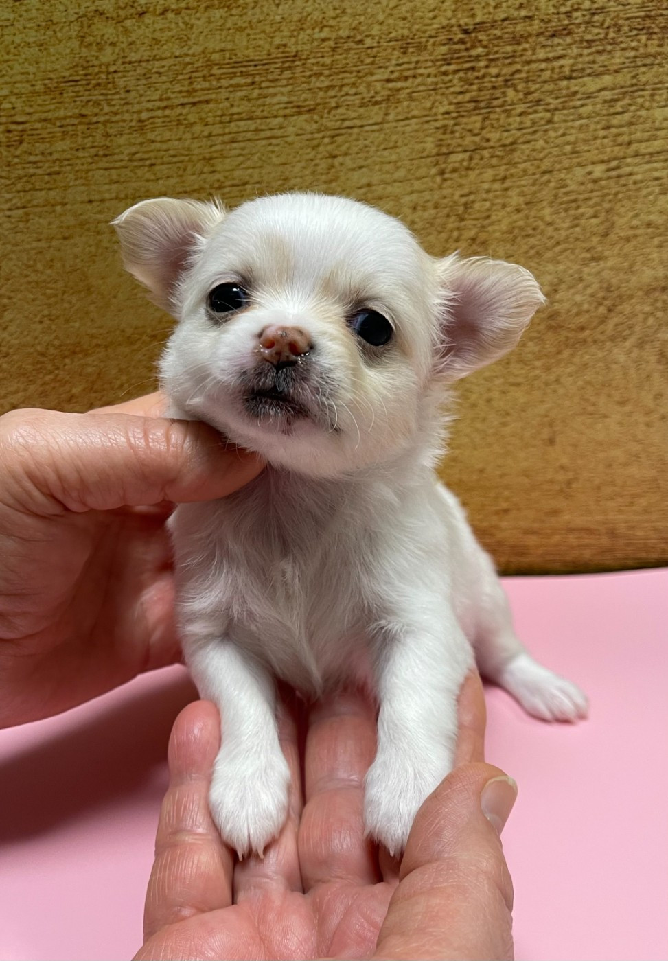 Des Etoiles De Nice - Chiots disponibles - Chihuahua