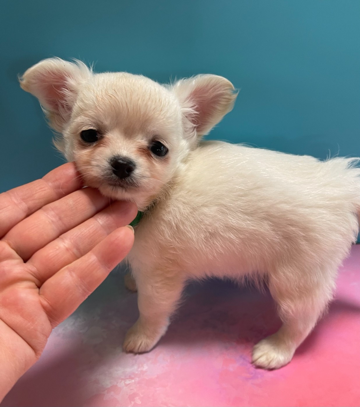 Des Etoiles De Nice - Chiots disponibles - Chihuahua