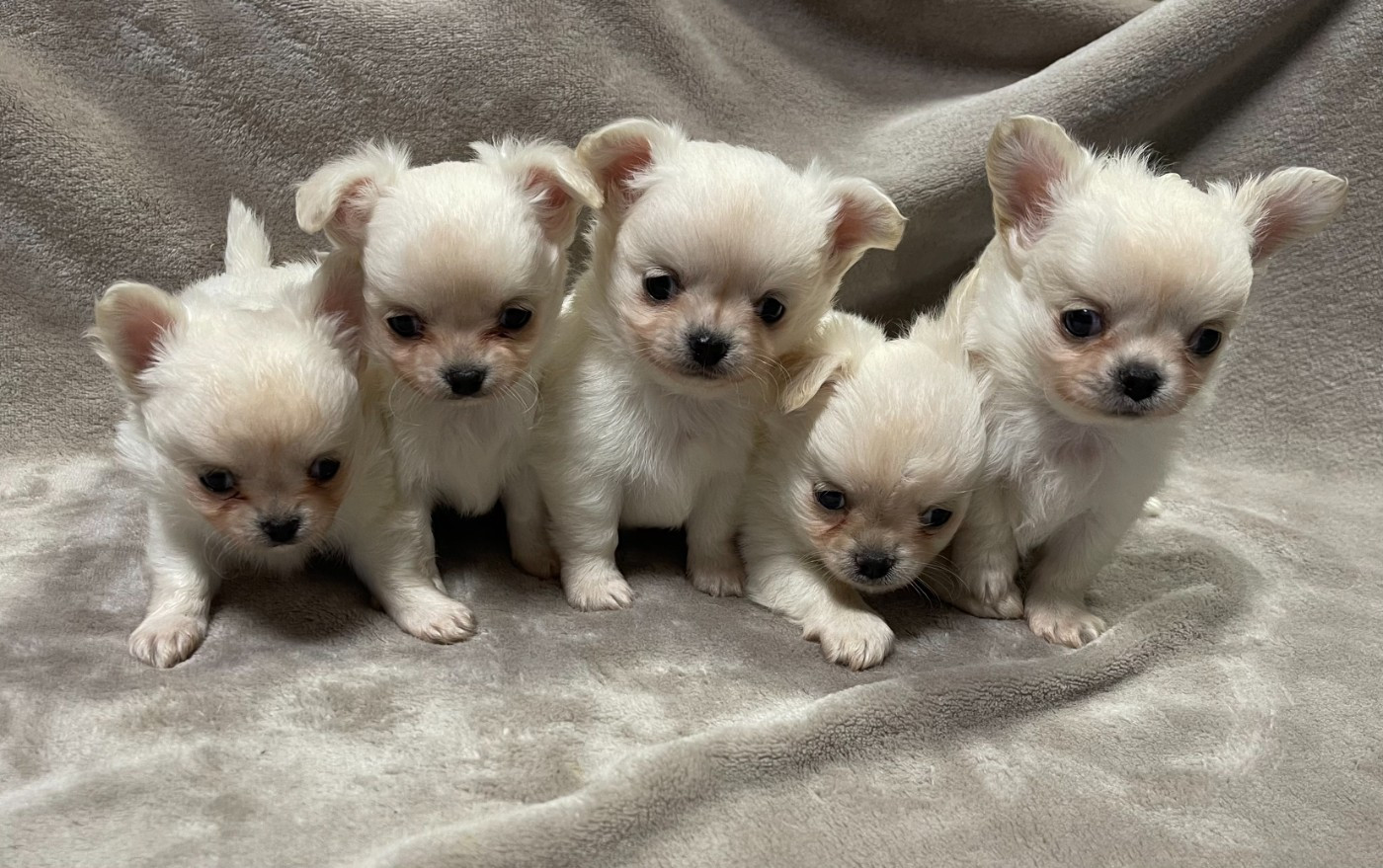 Chiot Chihuahua Des Etoiles De Nice