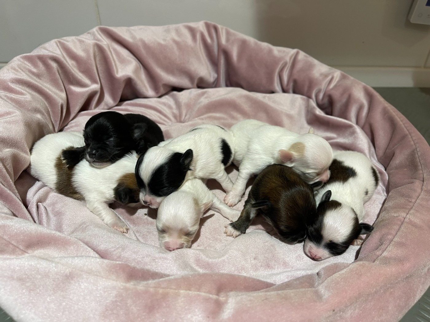 Des Etoiles De Nice - Chihuahua - Portée née le 25/12/2025