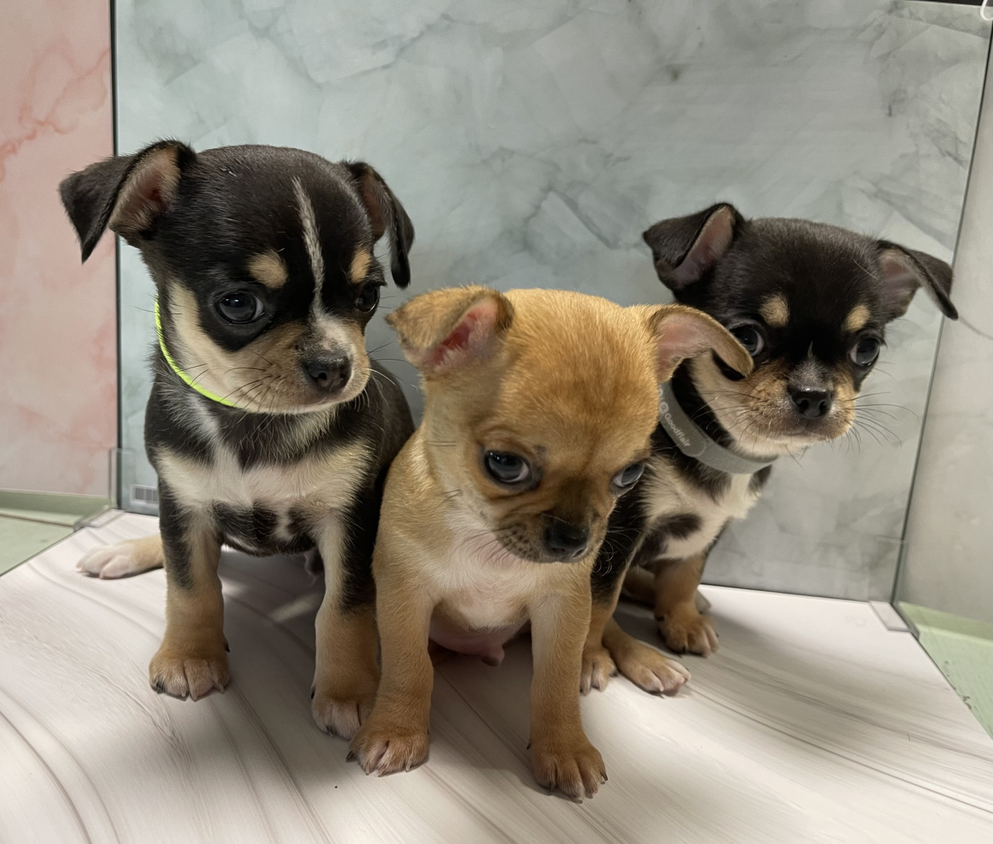 Des Etoiles De Nice - Chihuahua - Portée née le 28/01/2026