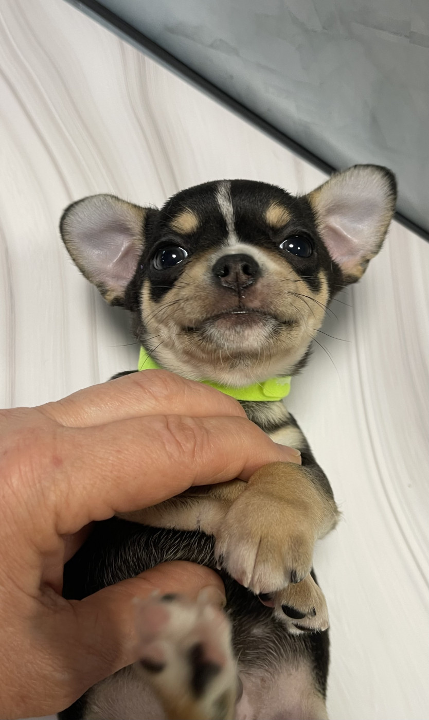 Des Etoiles De Nice - Chiots disponibles - Chihuahua