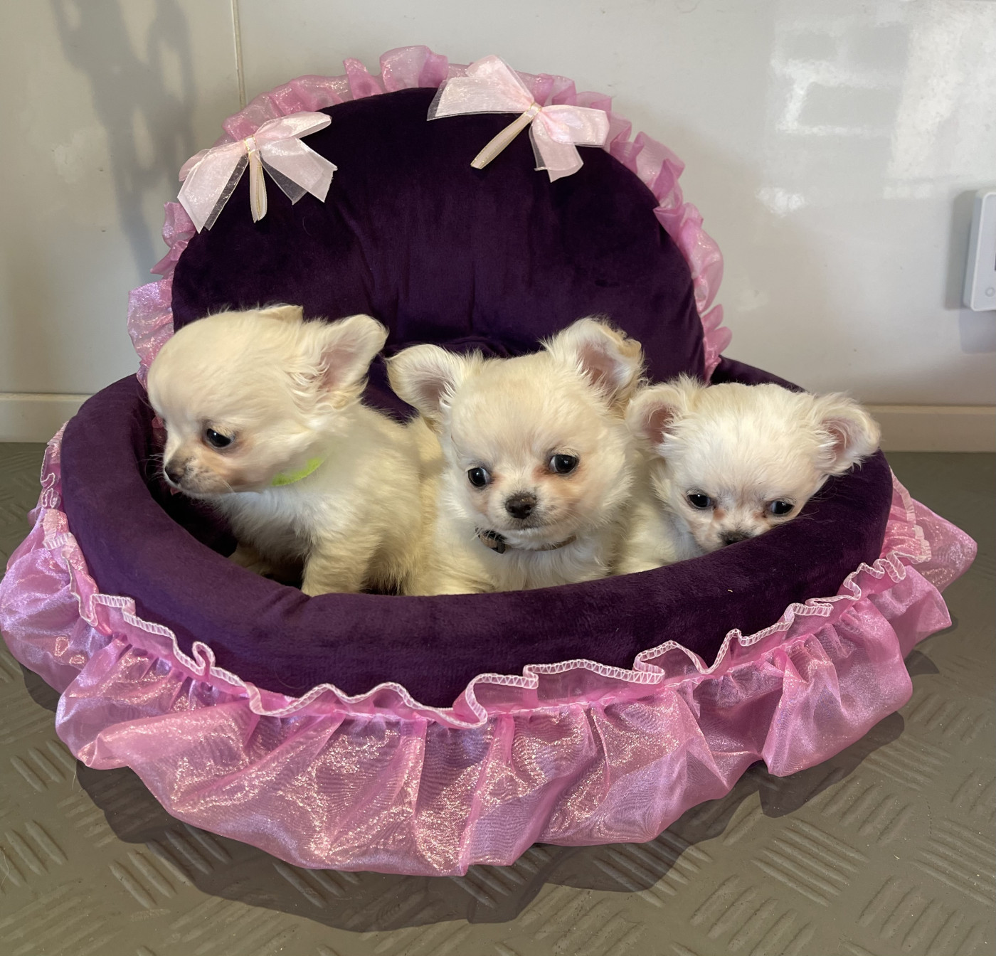 Chiot Chihuahua Des Etoiles De Nice