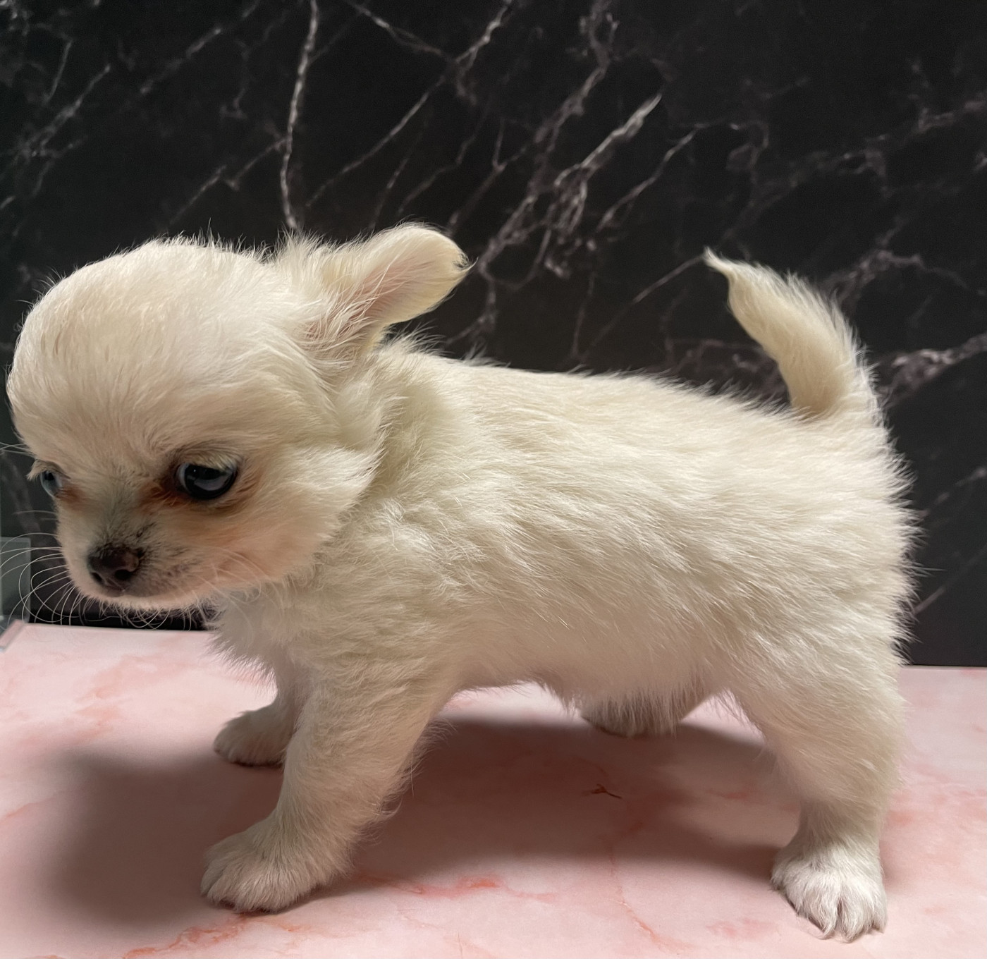 Des Etoiles De Nice - Chiots disponibles - Chihuahua