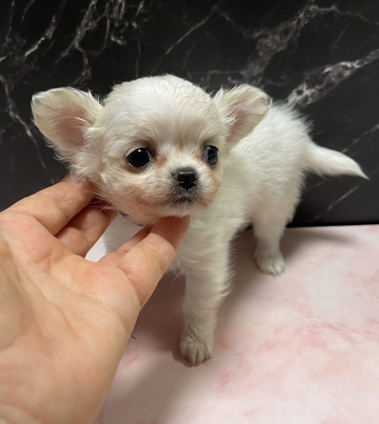Des Etoiles De Nice - Chiots disponibles - Chihuahua