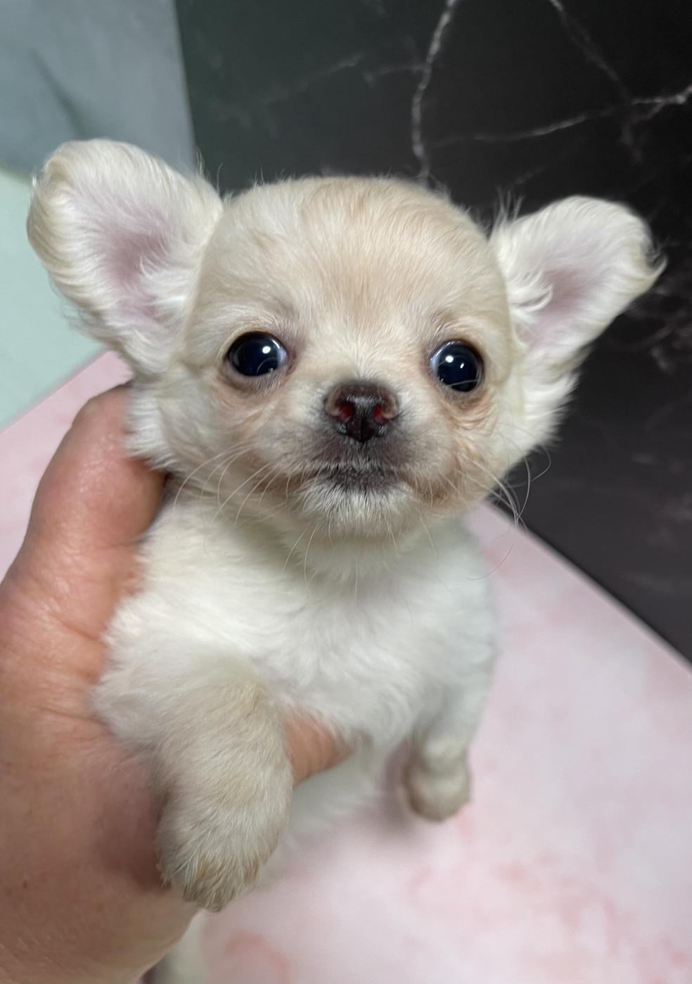 Des Etoiles De Nice - Chiots disponibles - Chihuahua