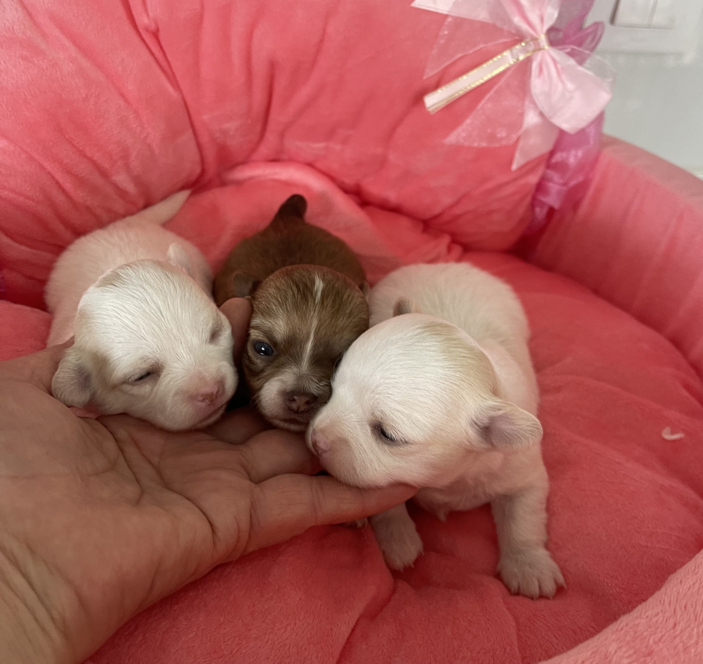 Chiot Chihuahua Des Etoiles De Nice