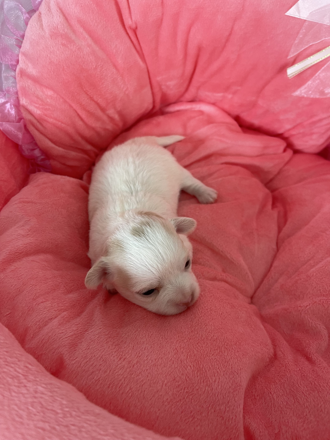 Des Etoiles De Nice - Chiots disponibles - Chihuahua