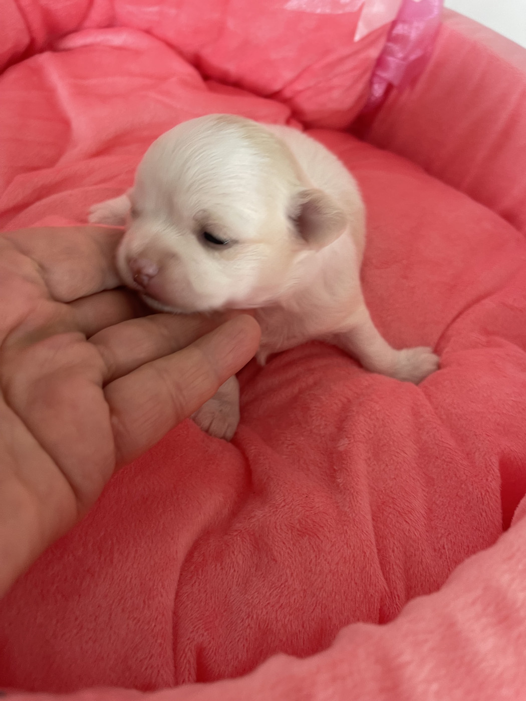 Des Etoiles De Nice - Chiots disponibles - Chihuahua