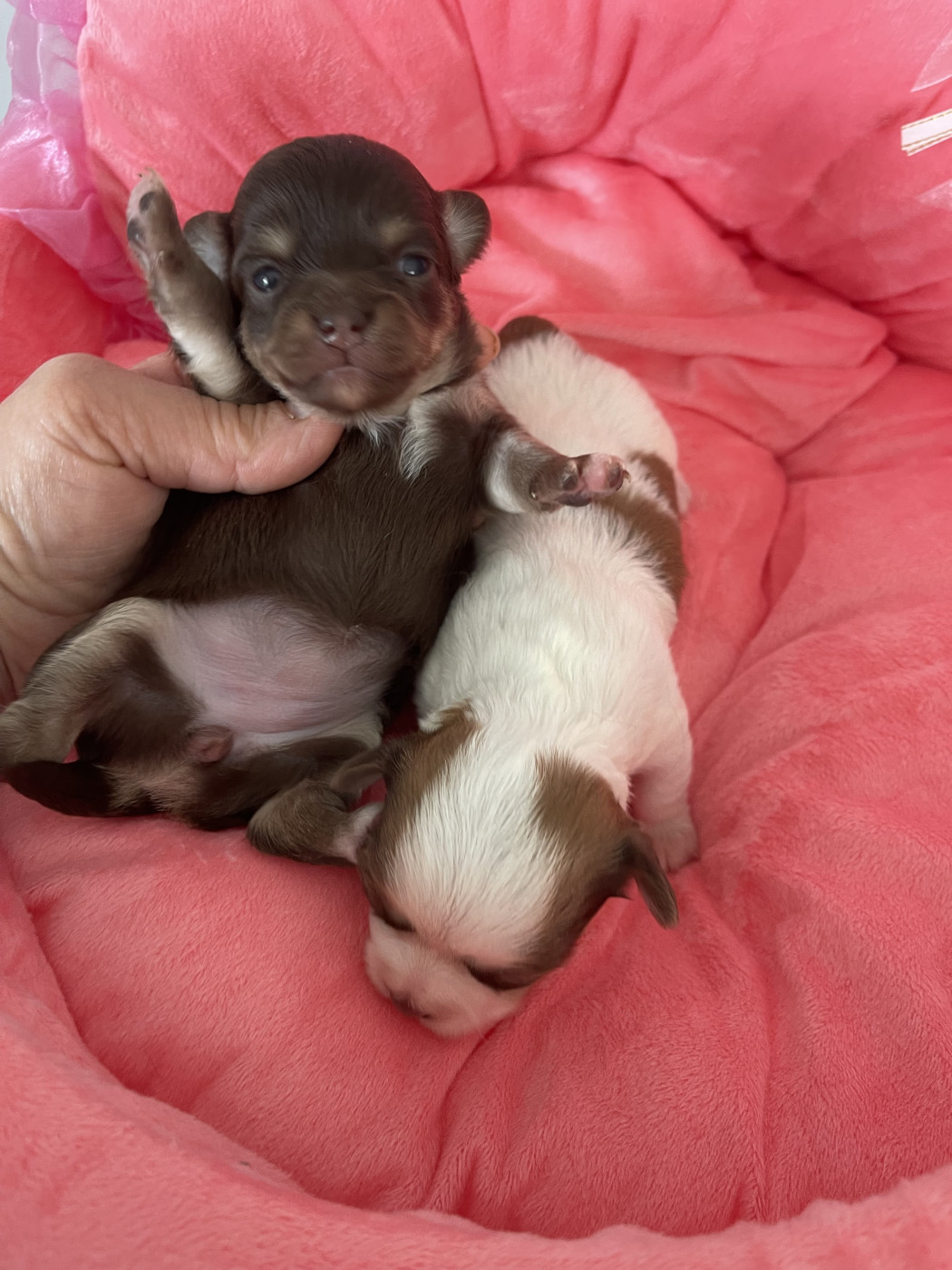 Chiot Chihuahua Des Etoiles De Nice