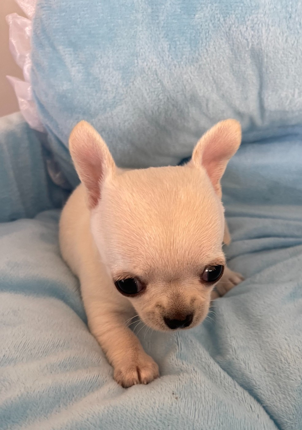 Des Etoiles De Nice - Chiots disponibles - Chihuahua