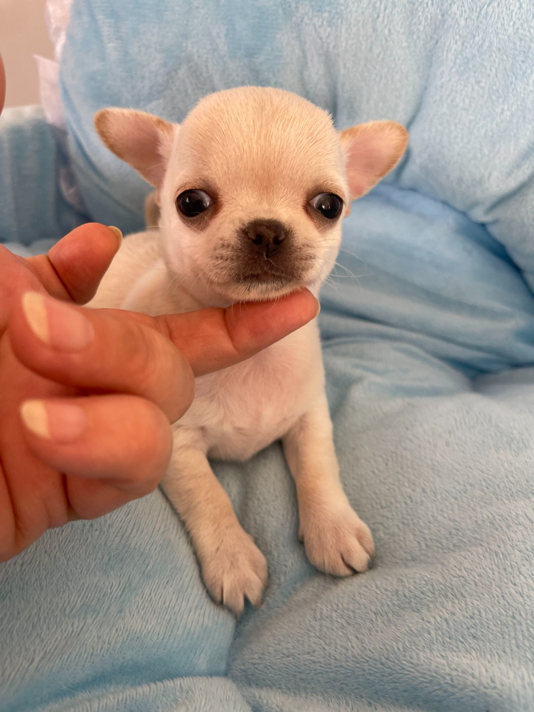 Des Etoiles De Nice - Chiots disponibles - Chihuahua
