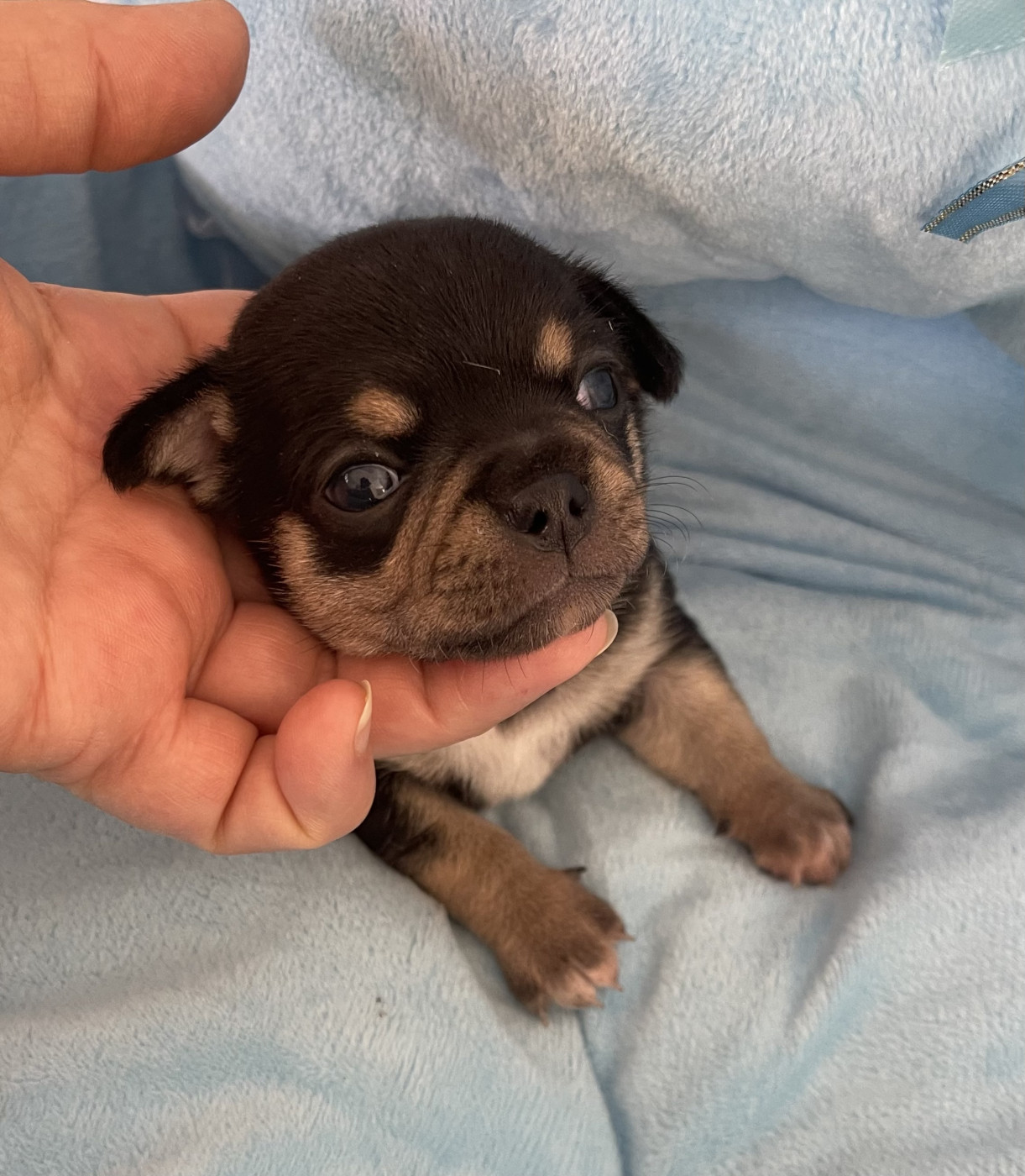 Des Etoiles De Nice - Chiots disponibles - Chihuahua